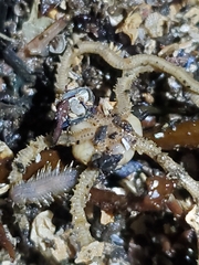 Amphiodia occidentalis