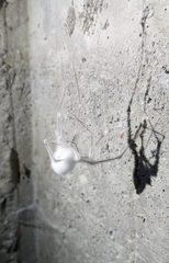 Engyodontium aranearum