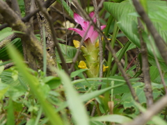 Curcuma