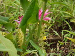 Curcuma
