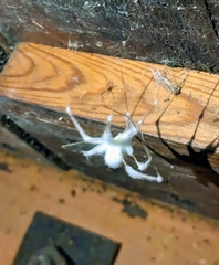 Engyodontium aranearum