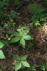 Paris verticillata