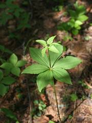 Paris verticillata