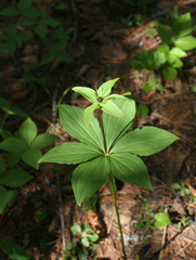 Paris verticillata