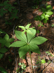 Paris verticillata
