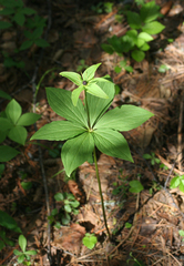 Paris verticillata