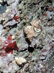 Trichotropis cancellata