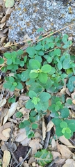 Lonicera subspicata denudata