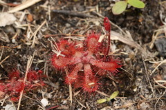 Drosera venusta