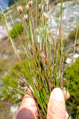 Thamnochortus stokoei