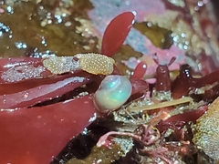 Margarites helicinus