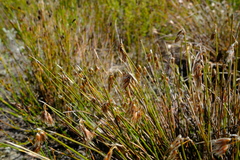 Thamnochortus stokoei