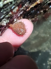 Boltenia villosa