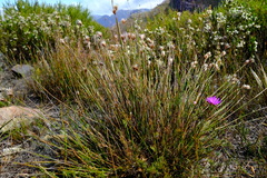 Thamnochortus stokoei