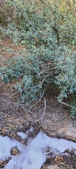 Berberis higginsiae