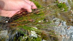 Thamnochortus stokoei