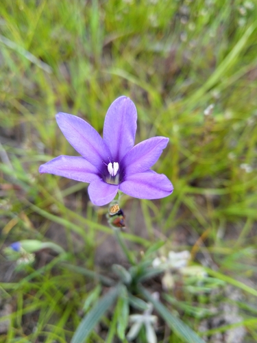Image of Babiana leipoldtii by (c) Jacques van der Merwe, some rights reserved (CC BY-SA)