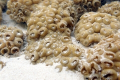 Palythoa tuberculosa
