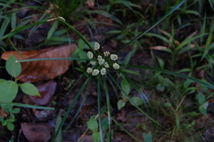 Cyperus luzulae
