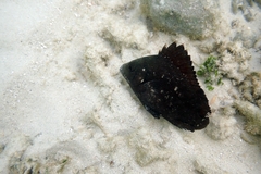 Plectorhinchus gibbosus