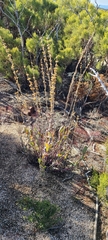 Penstemon centranthifolius