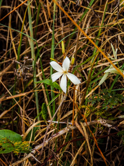 Ancylobothrys petersiana
