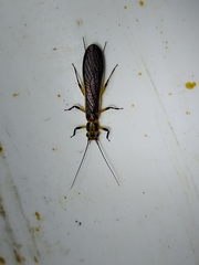 Anacroneuria furfurosa