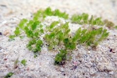 Zostera