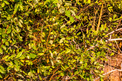 Bridelia cathartica
