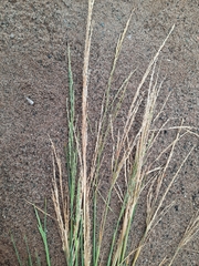 Puccinellia maritima