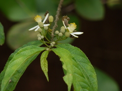 Grewia serrulata