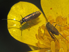 Micropterix