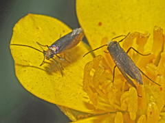 Micropterix
