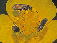 Micropterix