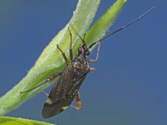 Closterotomus fulvomaculatus