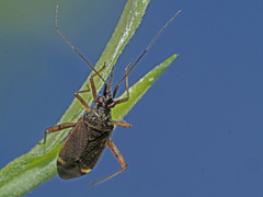 Closterotomus fulvomaculatus