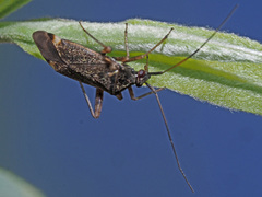Closterotomus fulvomaculatus