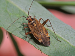 Closterotomus fulvomaculatus