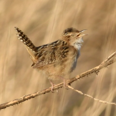 Cistothorus platensis