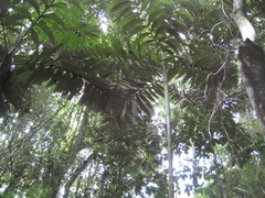 Socratea exorrhiza