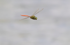Anax longipes