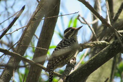 Dryobates mixtus