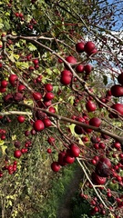 Crataegus