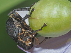 Mononychus punctumalbum