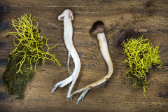 Rhodocollybia oregonensis