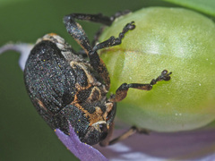 Mononychus punctumalbum