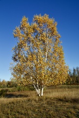 Betula