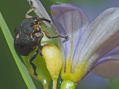 Mononychus punctumalbum
