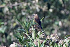Ochthoeca fumicolor