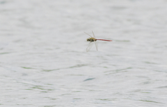 Anax longipes
